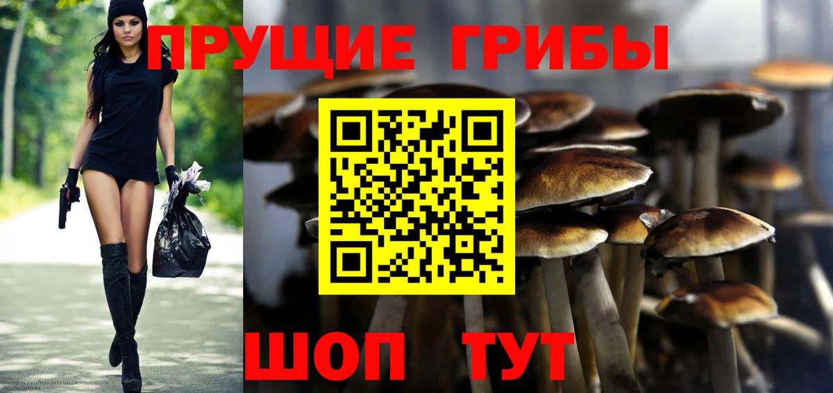 где найти наркотики  Вход с VPN  Дмитров  Псилоцибиновые грибы Cubensis 